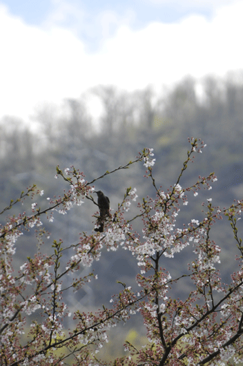 c0093046_9305.gif