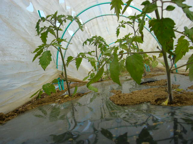 ジャガイモの芽欠き、蔓なしウズラ豆の播種、落花生の畝立て_c0222448_15405387.jpg