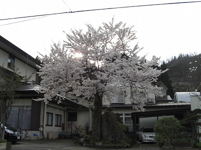 浦佐の桜の花_a0084753_1735745.jpg