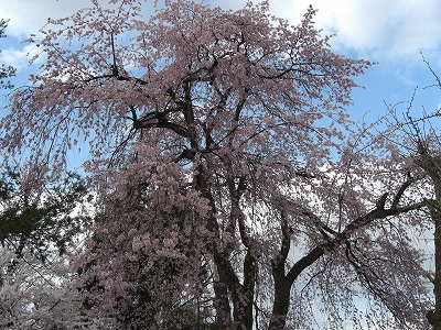 浦佐の桜の花_a0084753_1742153.jpg