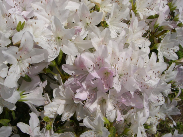 d0029756_239531.jpg