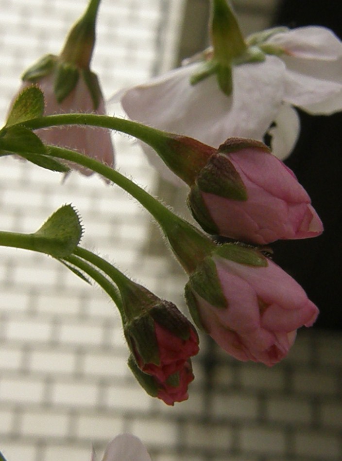 e0064158_23205918.jpg