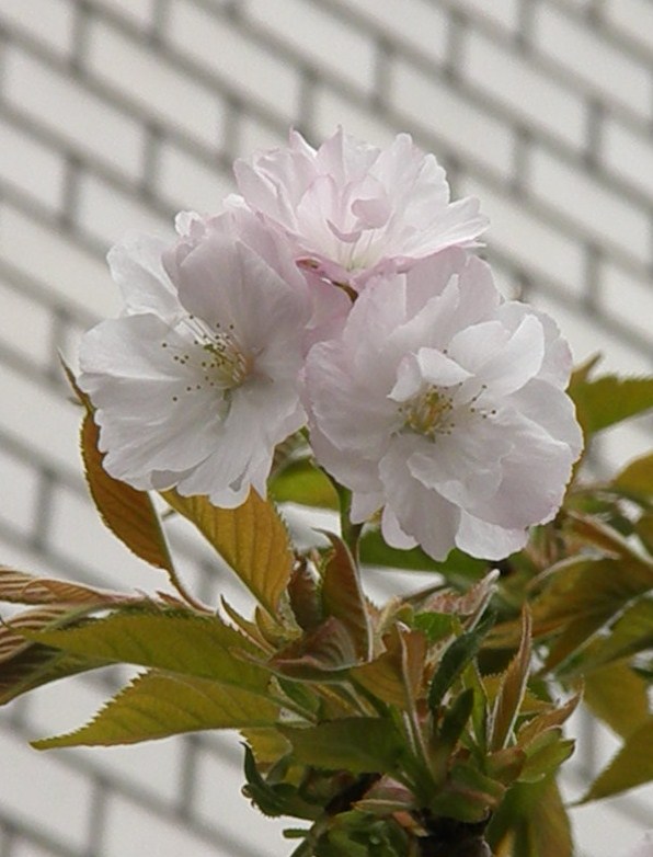e0064158_232243.jpg