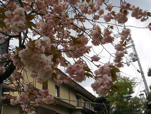 金峯神社～蔵王堂の前まで　１０．４．２４_c0148762_76135.jpg