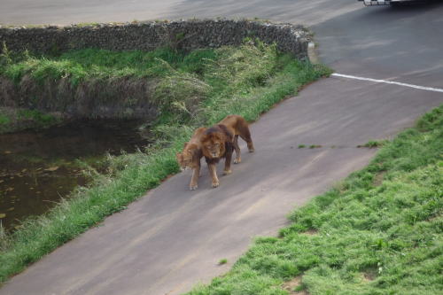 多摩動物園_f0126965_20471529.jpg