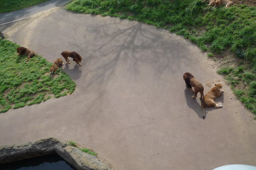 多摩動物園_f0126965_20475081.jpg