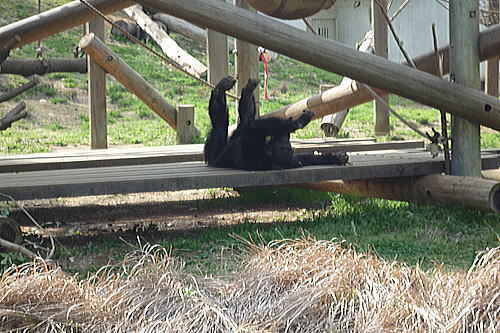 多摩動物園_f0126965_20513327.jpg