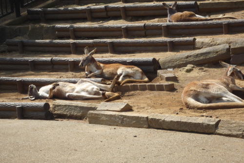 多摩動物園_f0126965_20552792.jpg