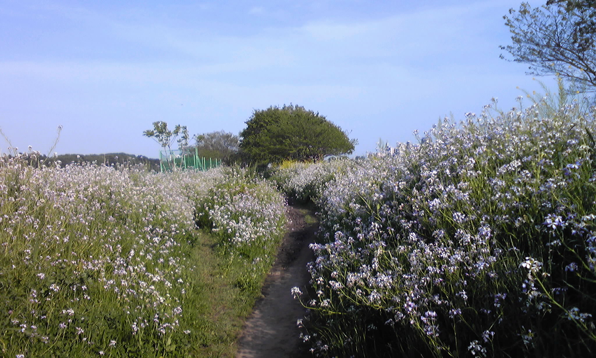 @quos後記、新緑の多摩川_c0200971_23252967.jpg