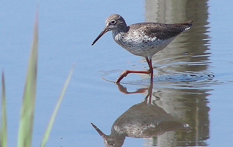 ★先週末の鳥類園(2010.4.24~25)_e0046474_17432377.jpg