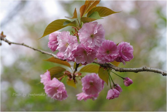 最後の桜・・・_f0052874_223415.jpg