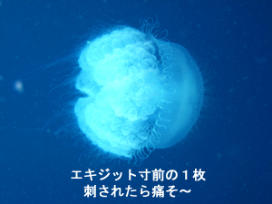 4月30日 ラチャヤイ島にてファンダイビング_f0144385_233432.jpg