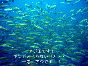 やっぱりサメはいないのね・・・_f0144385_2351223.jpg