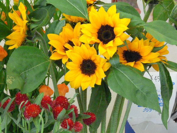e0140986_1712952.jpg