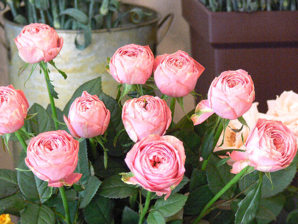 e0140986_1762253.jpg