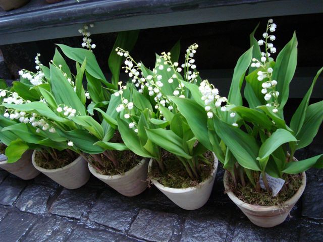 すずらんのおくりもの すずらんの指輪 すずらんのブローチ Sumireno Suisse