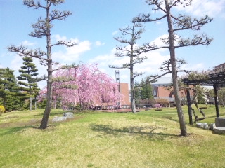 宮城学院女子大学キャンパスの桜_c0188292_21102930.jpg