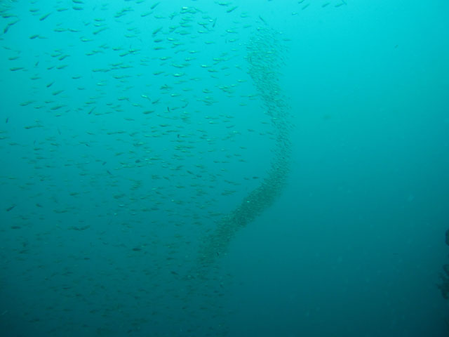 地形楽しむとマクロも楽しめる雲見【2010年4月30日】_f0053895_18542449.jpg