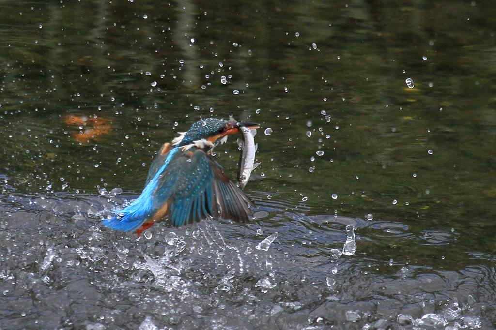 偶には魚を食べさせないと・・・・_b0024798_516194.jpg