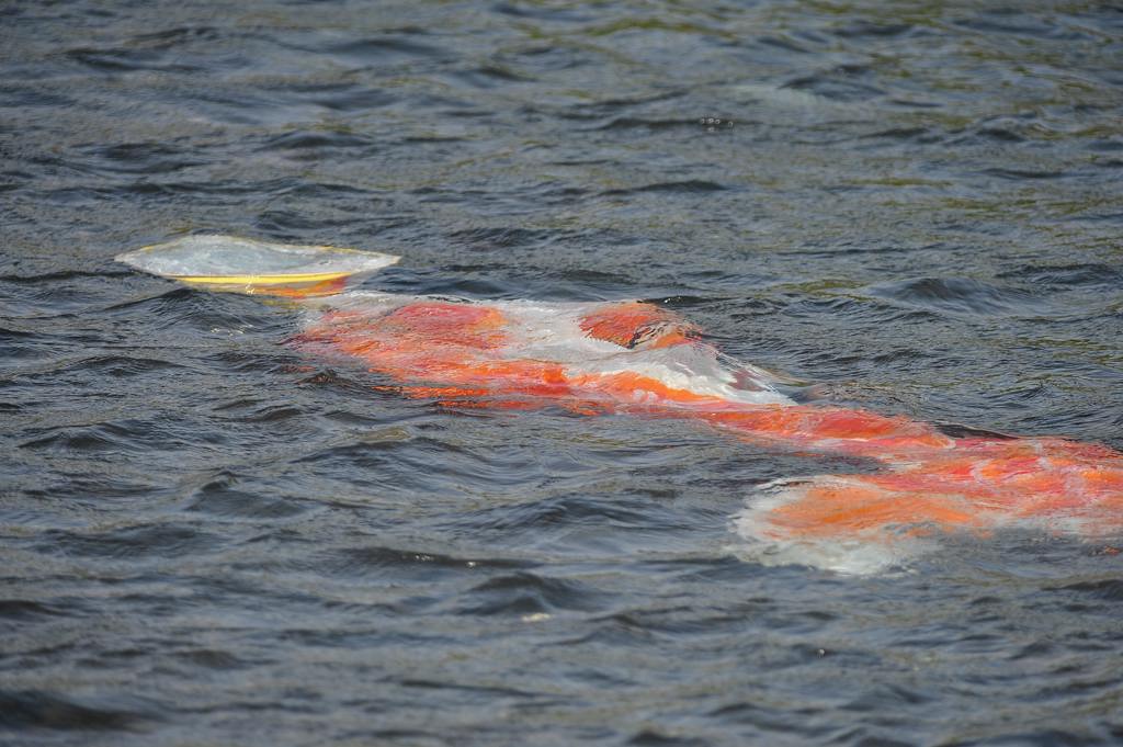 偶には魚を食べさせないと・・・・_b0024798_5223556.jpg