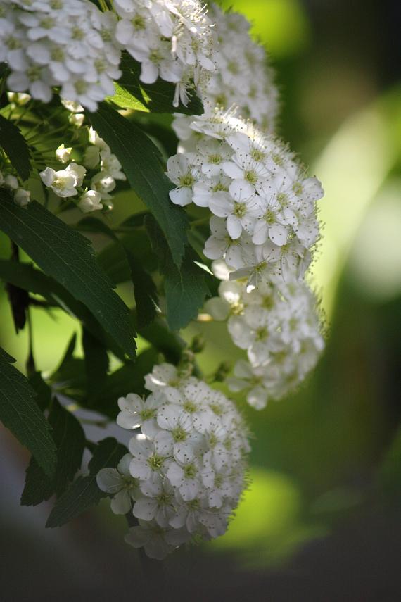 別名 すずかけ コデマリ そよ風のつぶやき