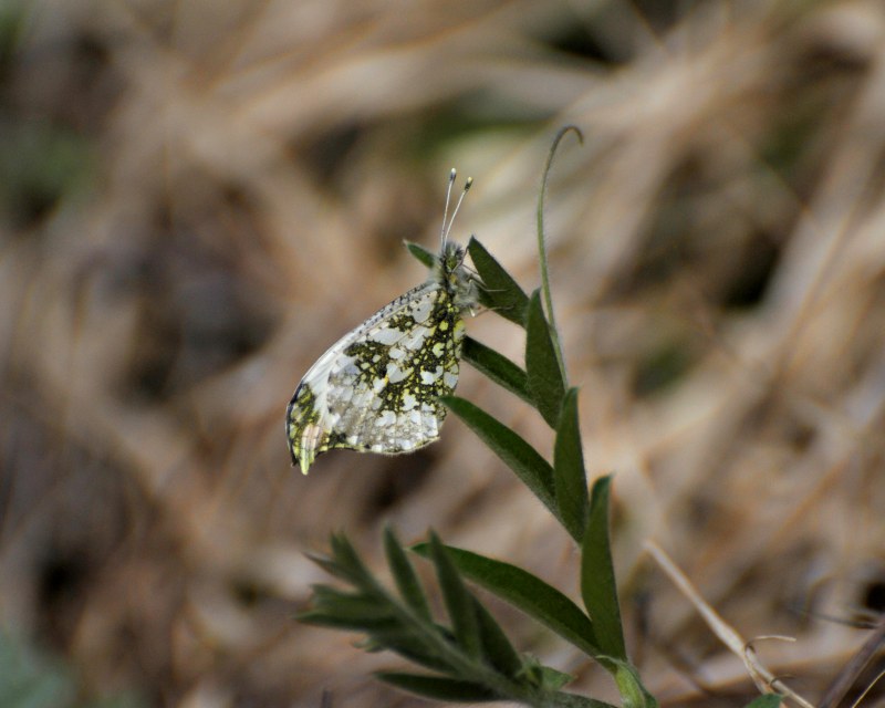 e0103903_20275959.jpg