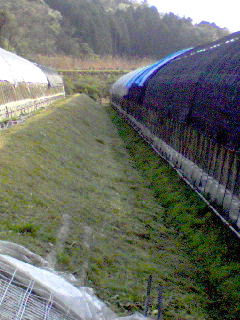 e0124705_793741.jpg