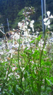 f0024109_22334083.jpg