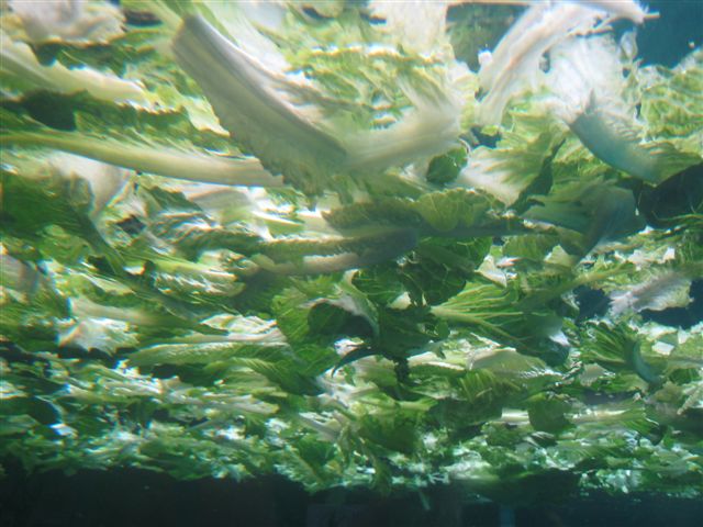 c0079011_1016670.jpg