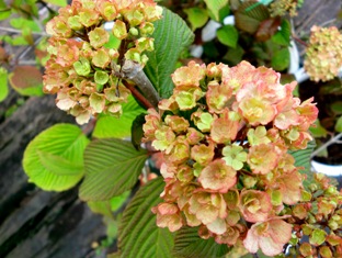 f0236311_8254297.jpg