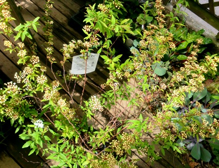f0236311_8281085.jpg