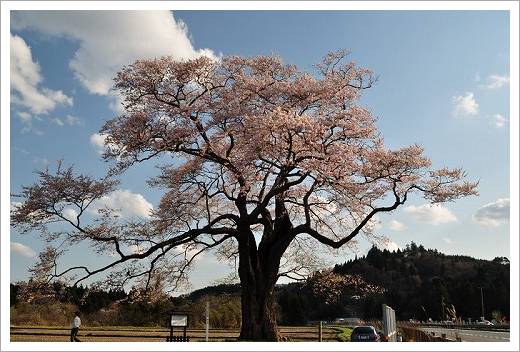 北館桜_a0162813_20205418.jpg