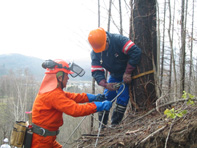 田嶋山林　カラマツの皆伐_c0173813_19121454.jpg