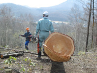 田嶋山林　カラマツの皆伐_c0173813_19125117.jpg