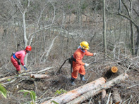 田嶋山林　カラマツの皆伐_c0173813_19131515.jpg