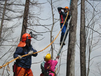 田嶋山林　カラマツの皆伐_c0173813_1913474.jpg