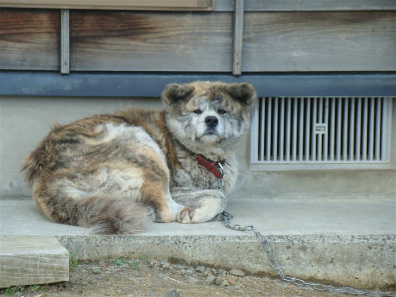 揚石山と櫃地ヶ森・いわかがみ平は雪で通行止めだって_a0127015_20533644.jpg