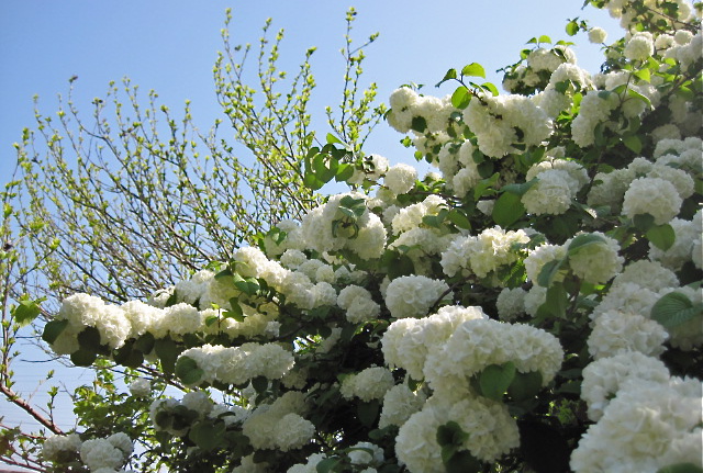 五月の白い花木 里山ガーデン