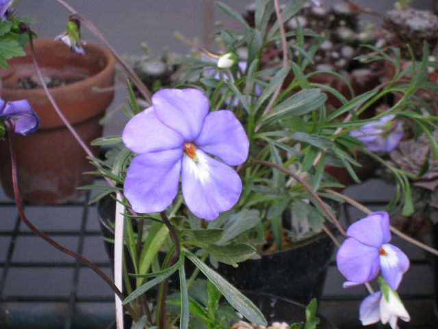 e0117318_2264027.jpg