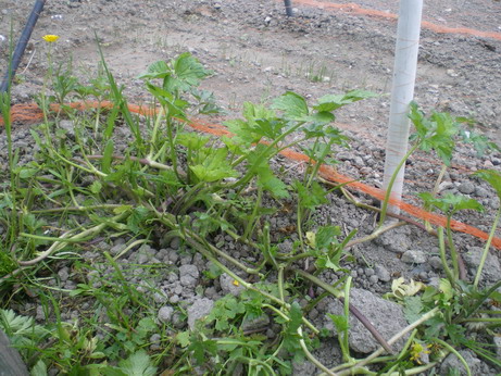 c0124619_127378.jpg