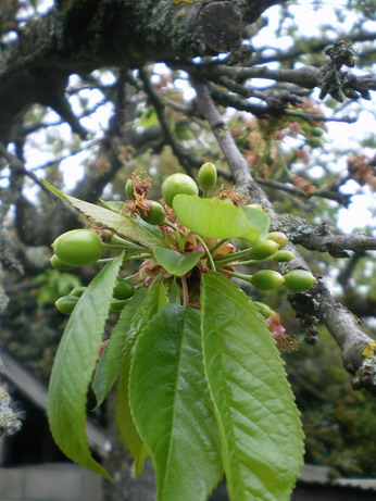 c0124619_1402796.jpg