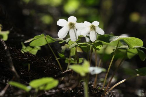 高尾山でスミレオフ7  　　カントウミヤマカタバミ_a0040021_911429.jpg