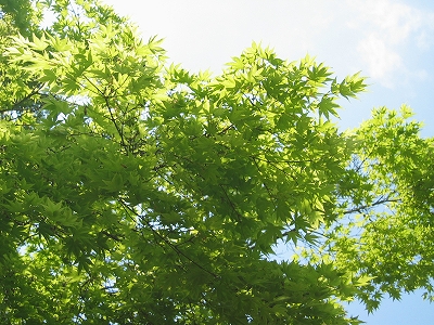 f0203324_14352397.jpg