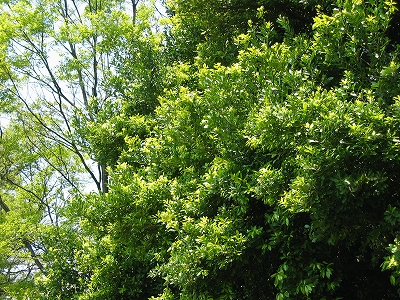 f0203324_1437691.jpg