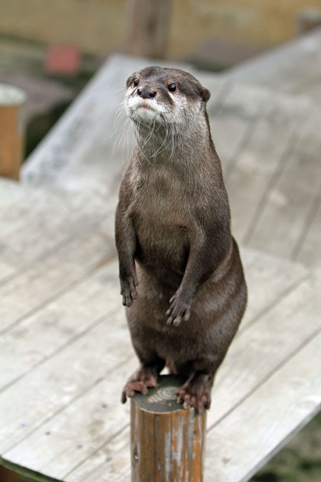 連休前のカワウソたち 動物園放浪記