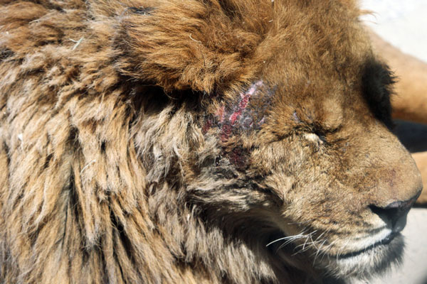 顔の傷は漢 おとこ の勲章 動物園放浪記