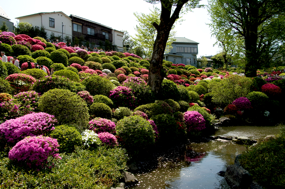 根津神社 つつじまつり(東京都文京区)_c0223825_115483.gif