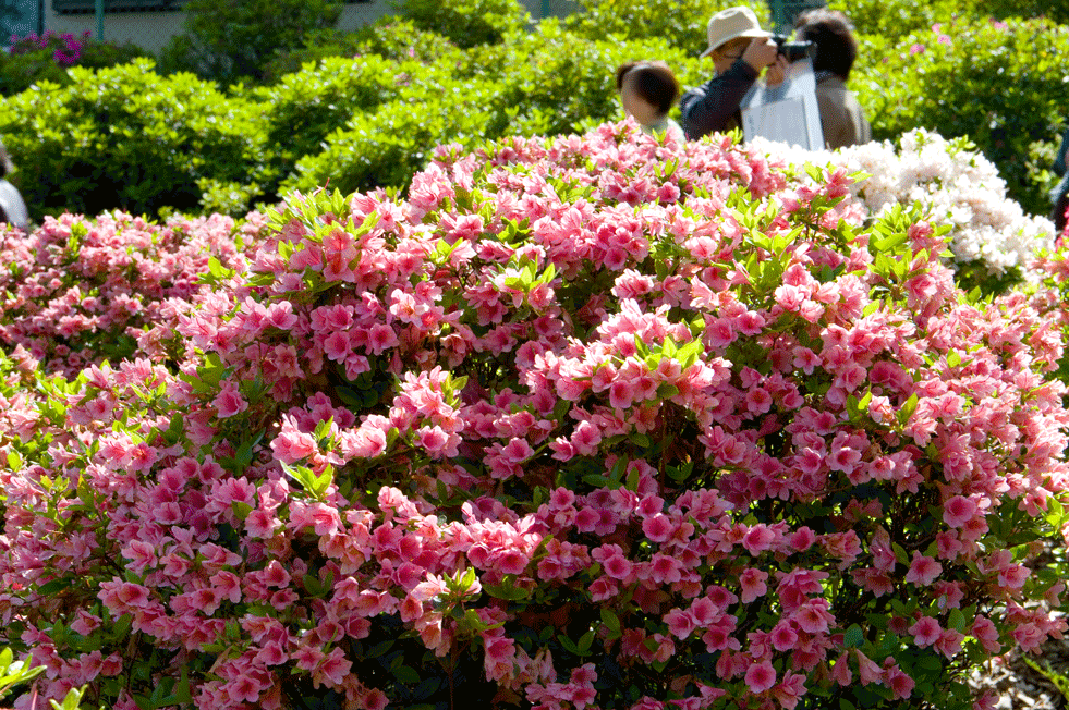 根津神社 つつじまつり(東京都文京区)_c0223825_1253169.gif