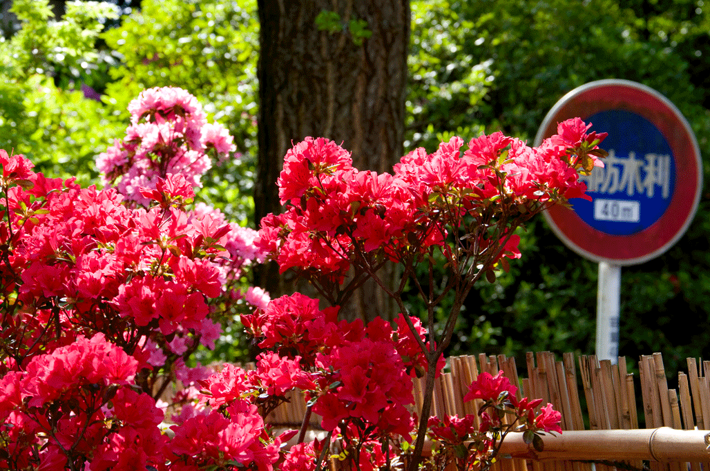 根津神社 つつじまつり(東京都文京区)_c0223825_12593.gif
