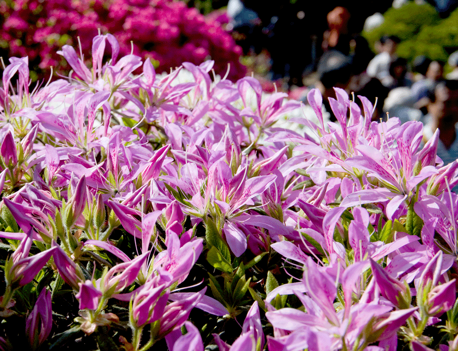 根津神社 つつじまつり(東京都文京区)_c0223825_12699.gif